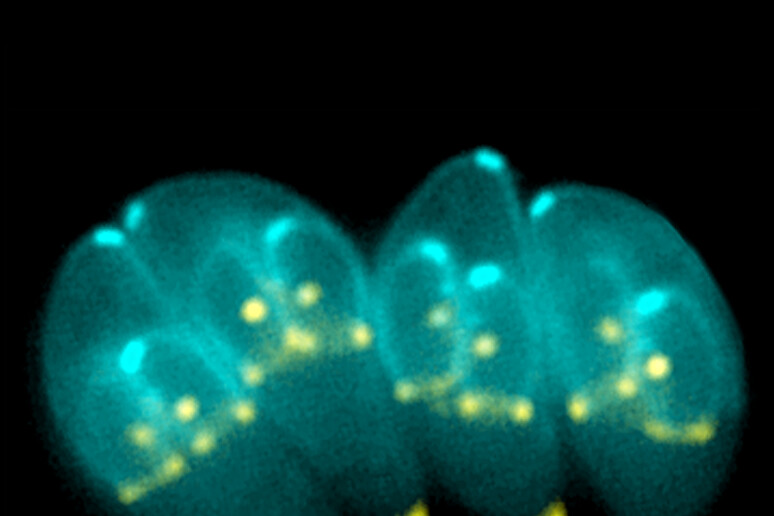 Batteri Toxoplasma gondii (fonte:  Ke Hu e John M. Murray, da Wikimedia) - RIPRODUZIONE RISERVATA