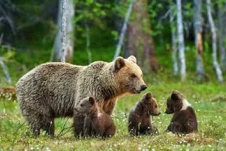 Ursa Kj1 e seus três filhotes - TODOS OS DIREITOS RESERVADOS
