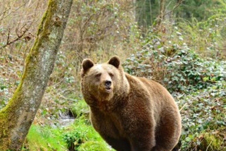 Ursa JJ4 está atualmente retida em um centro de recuperação da fauna alpina em Trento - TODOS OS DIREITOS RESERVADOS