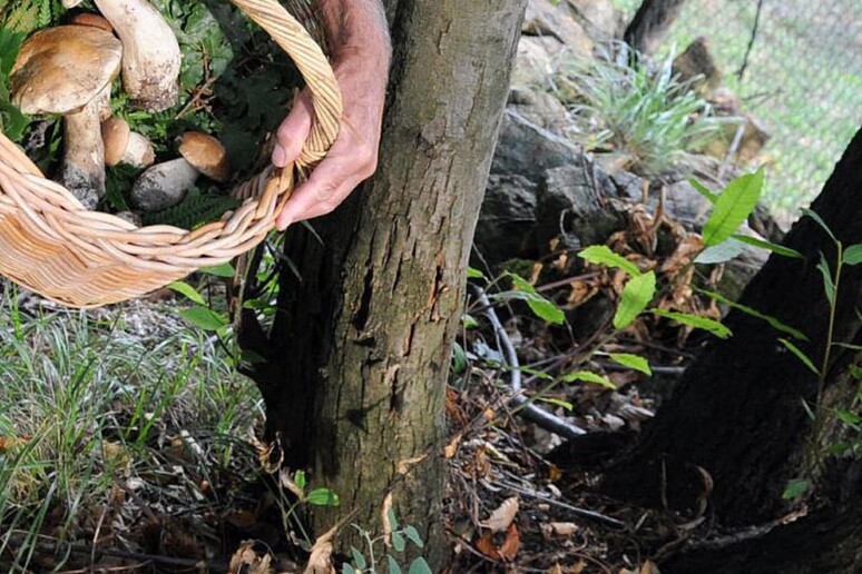 Caçar cogumelos é prática comum nos bosques italianos - TODOS OS DIREITOS RESERVADOS